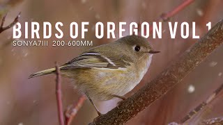 Backyard Birds of Oregon  Northwest Birding with my SonyA7iii [upl. by Ahsemak409]