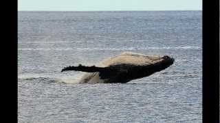 Whales off Bicheno Tasmania [upl. by Enaej10]