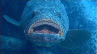 Goliath Groupers on a ship wreck [upl. by Hughett]