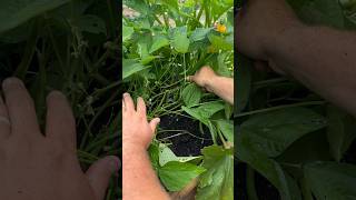 These Park Seed Whopper Bush Beans Give a Huge Harvest [upl. by Naenej514]