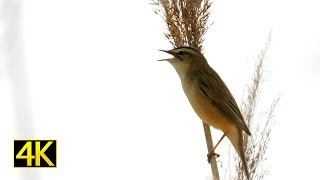 Schilfrohrsänger Gesang sedge warbler singing 4K [upl. by Beka]