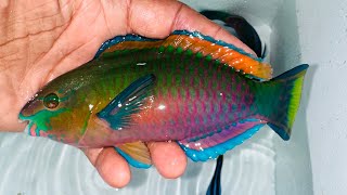 “AMAZING” Terminal Male Quoyi Parrotfish [upl. by Malchy]