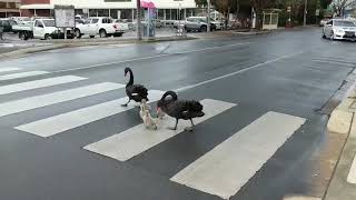 LawAbiding Family of Swans Cross Road at Pedestrian Crossing [upl. by Aisya]