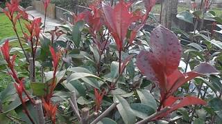 FOTINIA Photinia x fraseri quotRed Robinquot wwwriomoroscom [upl. by Wyck]