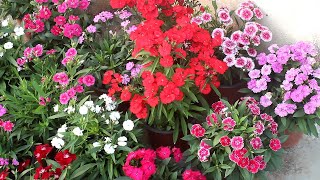 Do ONLY 5 THINGS To Keep Dianthus Full amp Flowering [upl. by Aranat721]