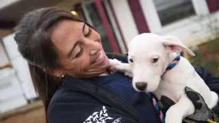 Emaciated Dogs Rescued in Alabama [upl. by Janice404]