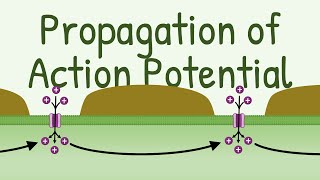 Propagation of Action Potential [upl. by Lerret]