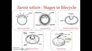 Taenia solium  Lifecycle 2 [upl. by Corette]