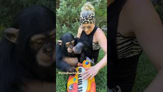 Piano 🎹 part one 🤣🐵 chimp chimpanzee lol animal [upl. by Britton]