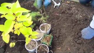 Burying Potted Plants For Winter  Wisconsin Garden Video Blog 467 [upl. by Jacklin838]