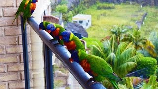 Rainbow Lorikeet Parrots  Australia Bird  Short Documentary [upl. by Easton]