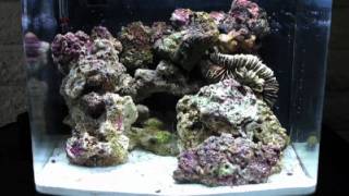 Biocube 14 gallon aquascape nano saltwater reef tank aquarium [upl. by Guinevere]