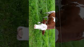 Cows in the countryside with a stork in between  Kühe auf dem Land mit Storch dazwischen [upl. by Anaidiriv]