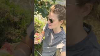 Figs kiotoapparenza kioto italymeet asmr naturalasmr figs slowliving nature love italian [upl. by Lange805]