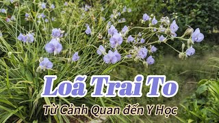 Loã Trai To Murdannia gigantea Từ Cảnh Quan đến Y Học [upl. by Dugaid]