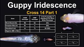 Cross 14 Part 1  A New Guppy Breeding Experiment Setting up for an F2 amp Analyzing Their Genetics [upl. by Girovard282]