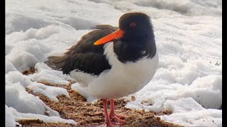 Oystercatcher in the snow [upl. by Cornelius]