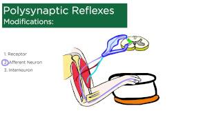 Polysynaptic Reflexes [upl. by Bradley14]