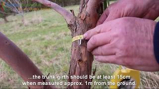 How to prune a Eucalyptus Tree the Hardy Eucalyptus Pruning Guide [upl. by Llatsyrk]