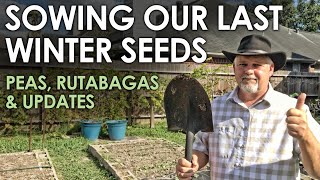 Sowing Our Final Winter Crops  Peas amp Rutabagas  Black Gumbo [upl. by Creath]