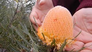 Banksia hookeriana  a classic Western Australian Banksia [upl. by Simons645]