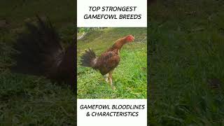 Top Gamefowl of the year 2024 short gamefowl rooster [upl. by Pahl80]