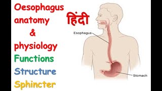 Oesophagus anatomy amp physiology in hindi  functions  structure  spinchcer [upl. by Aroc958]