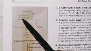 Amino acid that forms Pyruvate fumarate succinyl coA methionine metabolism aminoacidmetabolism [upl. by Brew]