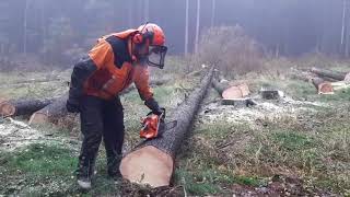 Chainsaw Husqvarna 560 XP  Láncfűrész  Kettensäge  Motorsåg  Drujba littleharvester [upl. by Nosrak]