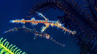 Ghost pipefish 4K  Cool facts [upl. by Otecina]