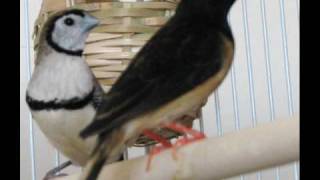 Strawtailed Whydah singing  audio from my pet bird [upl. by Otrebogad]