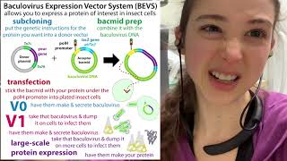 Baculovirus Expression Vector Systems  expressing proteins in insect cells  theory amp practice [upl. by Sonitnatsnok406]