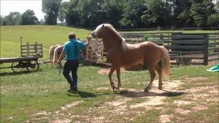 Haflinger stallion [upl. by Atreb509]