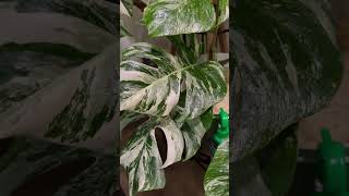 My Monstera Albo Collection as of November 142024 love [upl. by Allekram628]