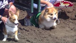 Canterbury Park Corgi Races 7302016 [upl. by Haliek]