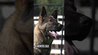 Watch Kraftwerk Puppy Grow Up in 1 Minute germanshepherd [upl. by Lebasiairam604]