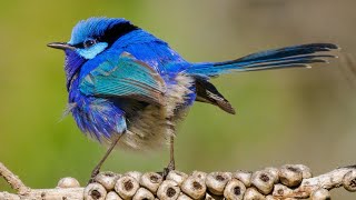 Video The Dancing Splendid Fairy Wren amp Family [upl. by Ylelhsa215]