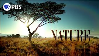 Welcome to PBS Nature [upl. by Easter]