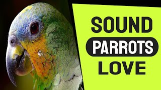 Sound Parrots Love To Hear The Most [upl. by Otilegna]