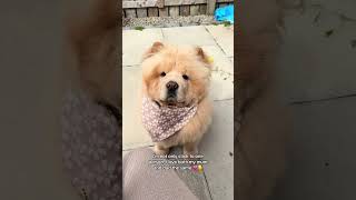 ✨Chow chows are so misunderstood 🥹 I wish everyone saw this side of them 🧸💗 chowchowpuppy love [upl. by Artekal]