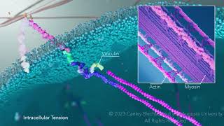 The Formation of Focal Adhesions [upl. by Gweneth]