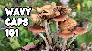 Wavy Caps Psilocybe cyanescens  UK Magic Mushrooms [upl. by Akirea421]