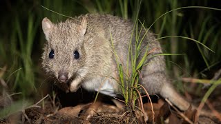 Endangered Northern Bettong released at Mount ZeroTaravale Wildlife Sanctuary [upl. by Ariamoy241]