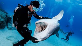 Shark Gets Belly Rub From Diver 🦈 [upl. by Jezebel449]