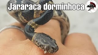 Jararaca dormideira Dipsas neuwiedi  Biólogo Henrique  Biólogo das Serpentes [upl. by Jerz]