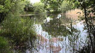 FENCED ACRE LAKE MEPAL CAMBRIDGESHIRE [upl. by Lovato]