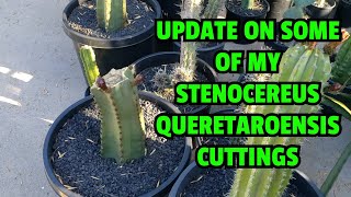 Update on some of my Stenocereus queretaroensis cuttings [upl. by Ynnob]