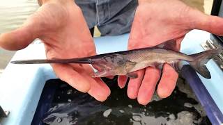 Paddlefish Stocking  NDGNF [upl. by Mailliw]