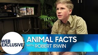 Animal Facts with Robert Irwin Muntjac Deer [upl. by Aekim438]