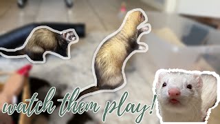 Watch My Ferrets Play Cute Ferret Sounds Dooking Hissing etc  Pazuandfriends [upl. by Mcripley]